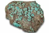Polished Turquoise Specimen - Number Mine, Carlin, NV #260495-2